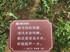 -田园东方蜜桃村的田野营地