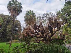 -墨尔本皇家植物园