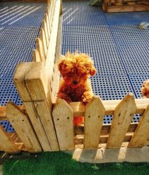 -萌宠亲子动物乐园(槐房万达店)