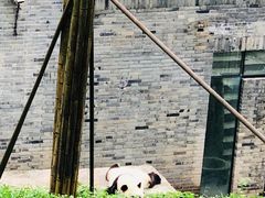 -都江堰中华大熊猫苑