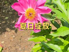 -丰台花园