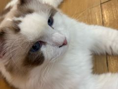-小小班私人影院·猫咖(万达茂广场店)
