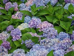 -上海共青森林公园