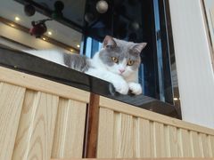 -Catmate·猫肥家润(金润铂宫店)