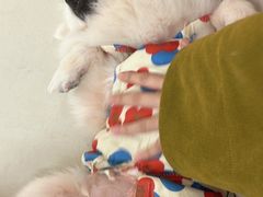 -怪兽屋·羊驼·猫咖·狗咖(俊华广场店)