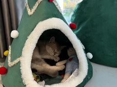 -Bastet sally猫舍购宠(静安店)