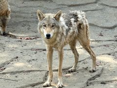 -常州淹城野生动物世界