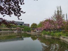 -嘉定紫藤园