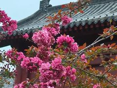 -台儿庄古城
