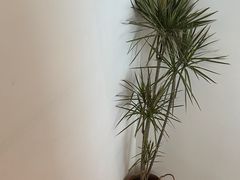 -Line来恩咖啡(石厦花园店)