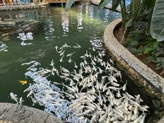 -南宫五洲植物乐园