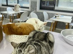 -喵的天空名猫咖啡馆·撸猫·猫舍·用品