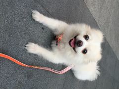 爱侣宠物医院(灵石路总店)-爱侣宠医·鹦鹉专科·小型哺乳类·异宠专科(灵石路店)