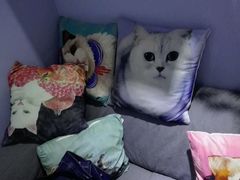 -喵的天空名猫咖啡馆·撸猫·猫舍·用品