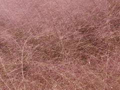 -上海滨江森林公园