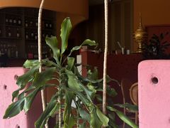 -美泰·Mangothai·清迈云街(天空之城店)
