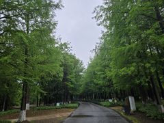 -九科绿洲