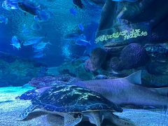 -太平洋海底世界