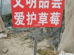 -喜杨洋草莓采摘园