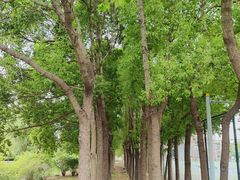 -同济大学(嘉定校区)