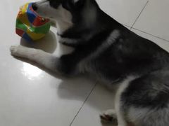 -宠福鑫康馨动物医院·骨科·眼科
