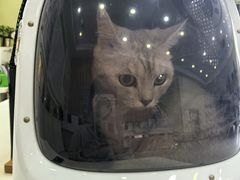 -瑞鹏宠物医院·骨科·猫科·内科(第一中心)
