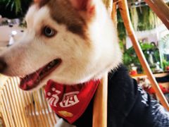 -Husky Go! 哈士奇体验馆·宠物咖啡厅狗咖
