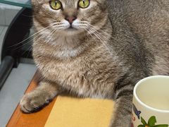 -瑞派伍一宠物医院·眼科·骨科·猫科转诊中心(马王堆院)