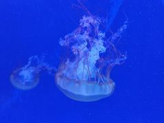 -海合安武汉极地海洋公园