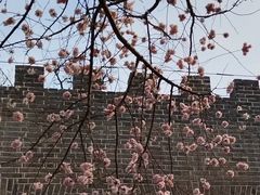 -桃花堤公园