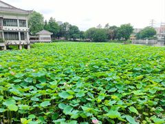 -荔湾湖公园