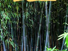 -国家植物园