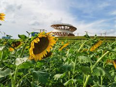 -光明小镇欢乐田园