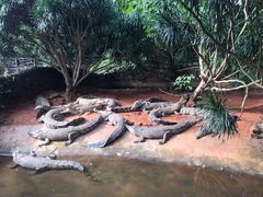 -海南热带野生动植物园