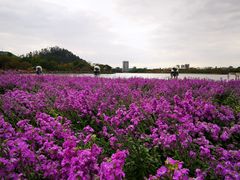 -顺峰山公园