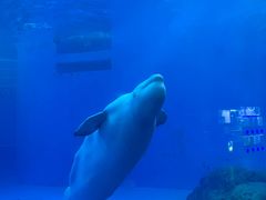 -海合安成都极地海洋公园