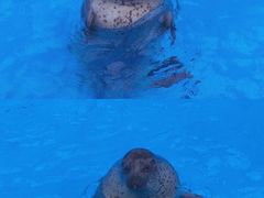 -上海海昌海洋公园