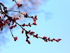 -桃花堤公园