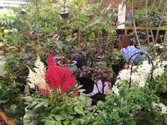 -花鸟鱼虫鲜花绿植市场(玉泉路店)