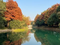 -贡湖湾湿地公园