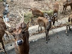 -清迈夜间动物园