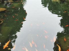 -羡餐厅·杭帮菜·淳菜(千岛湖自由洲际殿店)