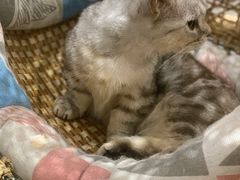 -飞行喵MR PILOT|猫舍·猫咖(静安大融城店)