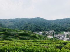 -龙井村
