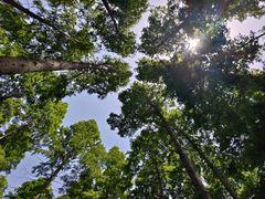 -黄海国家森林公园