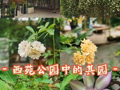-西苑公园