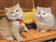 -欣宠猫屋·矮脚拿破仑·蓝金金渐层