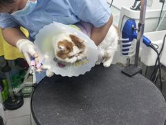 -达爱动物医院·犬猫分区·CT·复杂眼科(远洋山水分院)