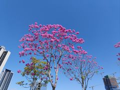-光明小镇欢乐田园