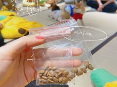 -逗柴咖啡屋·狗咖猫咖宠物桌游